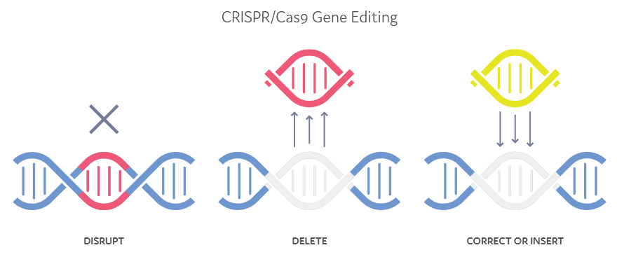 Schéma CRISPR